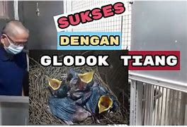 Ukuran Glodok Murai Batu